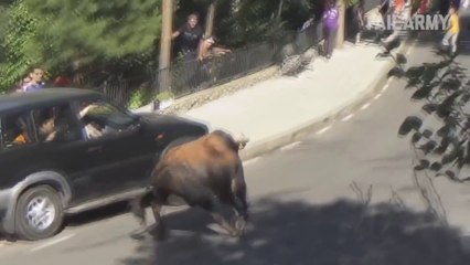 Damn Nature You Scary - Funny Scary Animal Encounters