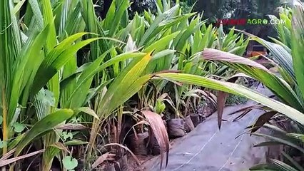 स्वस्त दरात खरेदी करा फळझाडे