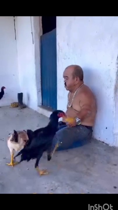 The hen