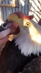eagle video viral Short #youtubeshorts #shortsfeed #viralvideo