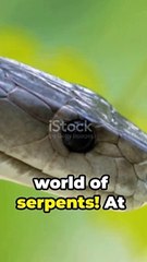 Top 5 Most Dangerous Snake Bread In The World #snake