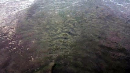 20240612 - Orcas en la playa La Aguada de La Paloma, según se ve en un video del fotógrafo Leandro Borba