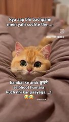 Funny Cat Video #Short  #Funny #Daily motion Short #viral