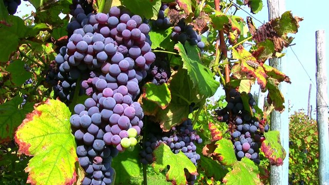 It must be sour | Poetic version of famous Moral Story The Fox and the Grapes