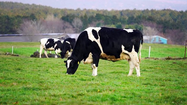 Don't count your chickens before they hatch | Poetic version of famous Moral Story The Milkmaid and Her Pail