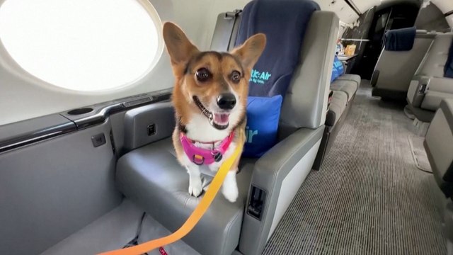 New Airline BARK Air Expands Dog-First Flights to New Destinations