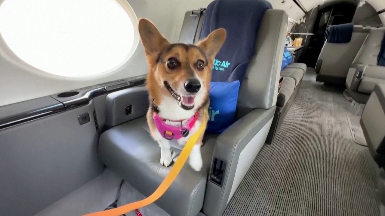 New Airline BARK Air Expands Dog-First Flights to New Destinations