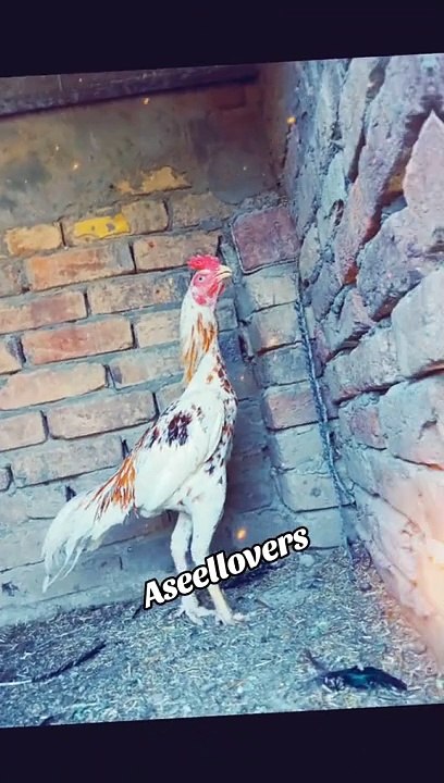 Aseel Multicolors