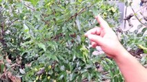 Unstable Weather Sends Jujube Harvests Plummeting