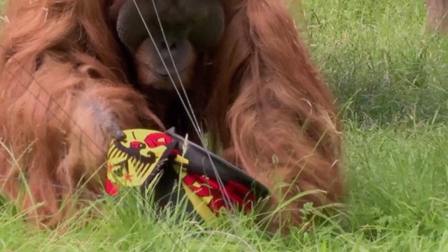 Oracle Orangutan Predicts Germany Victory in Euro Opener Against Scotland