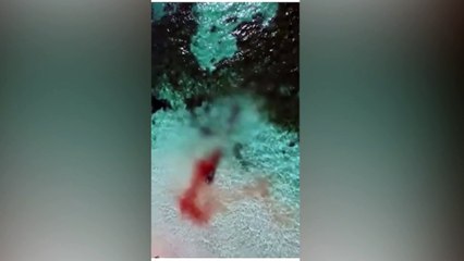 Registro do momento que um tubarão-branco ataca uma baleia-piloto na Austrália