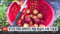 이제 겨우 6월인데…영남 지역 36도 웃도는 '불볕 더위'