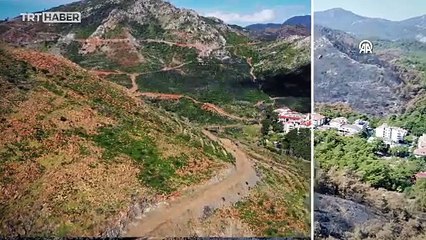 Yanan ormanlar rehabilite ediliyor