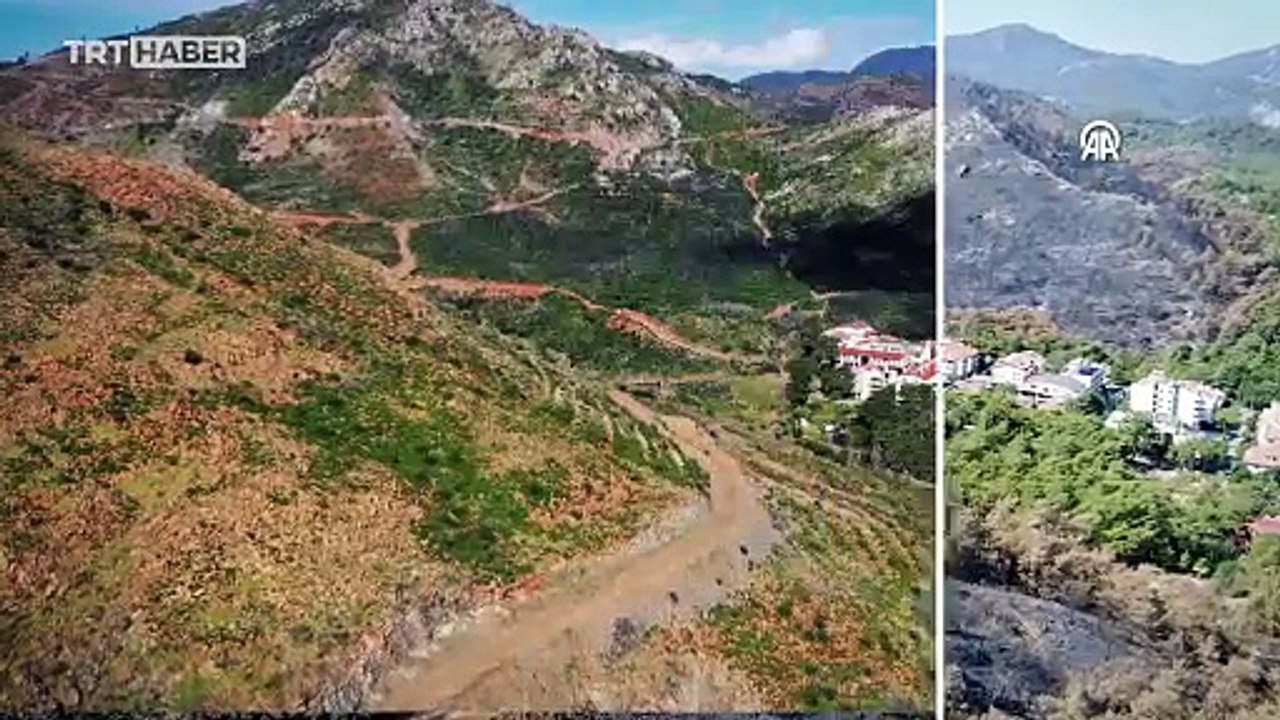 Yanan ormanlar rehabilite ediliyor