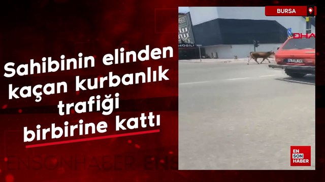 Bursa'da sahibinin elinden kaçan kurbanlık, trafiği birbirine kattı