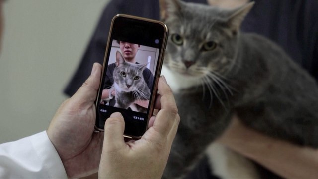 AI App Detects Pain in Cats with Over 95% Accuracy