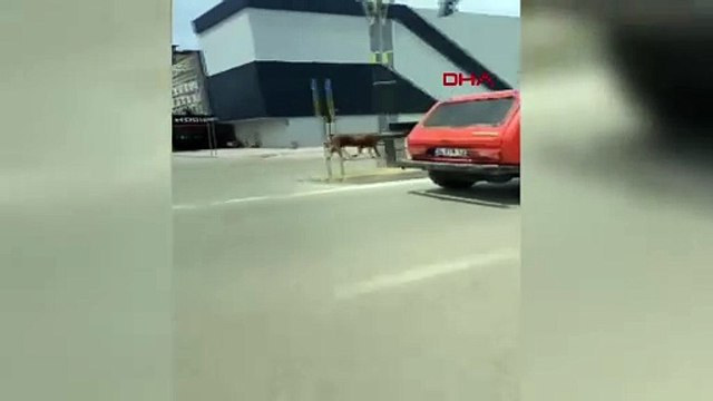 Sahibinin elinden kaçan kurbanlık, trafiği birbirine kattı