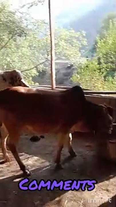 Ox,bulls for sale qurbani on cheaper rate barsala near kohala.