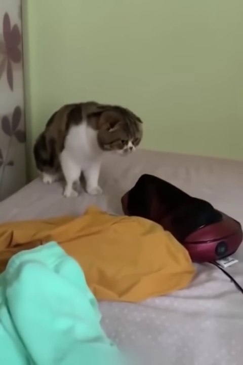 Funniest Cats and Dogs   Funny Animal Videos 9_720p