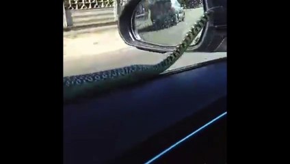 Serpente sbuca dal finestrino dell'auto: striscia lungo lo sportello e poi si getta dentro