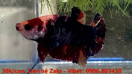 kARAoKE - BÀI TÌNH CA CHO EM (Ngô Thụy Miên)_ngắt lời