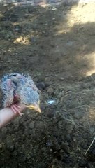 Скачать видео: Which Bird baby is this? Like Share Follow comment for more. #viral #trending #post #like #share #follow #comment #homepage #foryou #bird