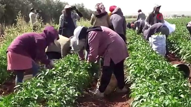 Kilis'te en acı hasat başladı, çiftçi bayram etti: Tarlada kilosu 25 TL!