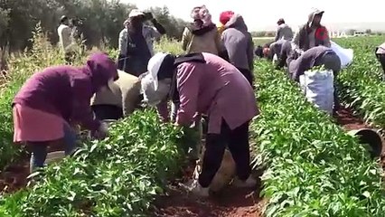 Kilis'te en acı hasat başladı, çiftçi bayram etti: Tarlada kilosu 25 TL!