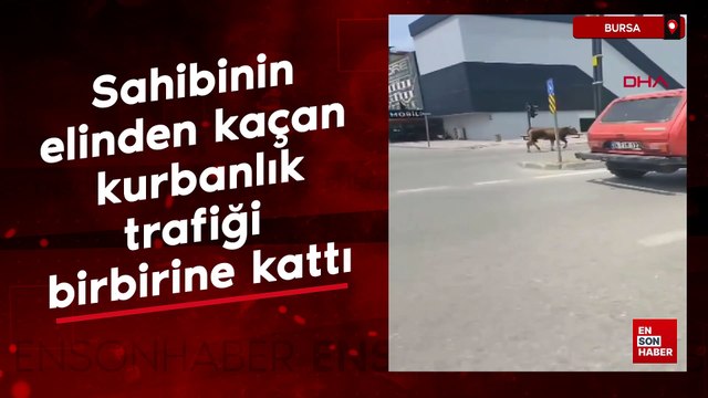 Bursa'da sahibinin elinden kaçan kurbanlık, trafiği birbirine kattı