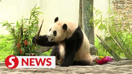 South Korea-born panda Fu Bao makes first public appearance in China