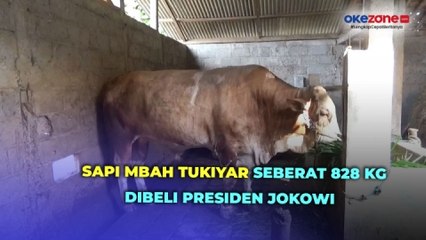 Presiden Jokowi Beli Sapi Kurban dengan Bobot 828 Kg Milik Mbah Tukiyar di Sleman