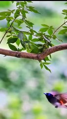 Amazing Birds Nature Videos