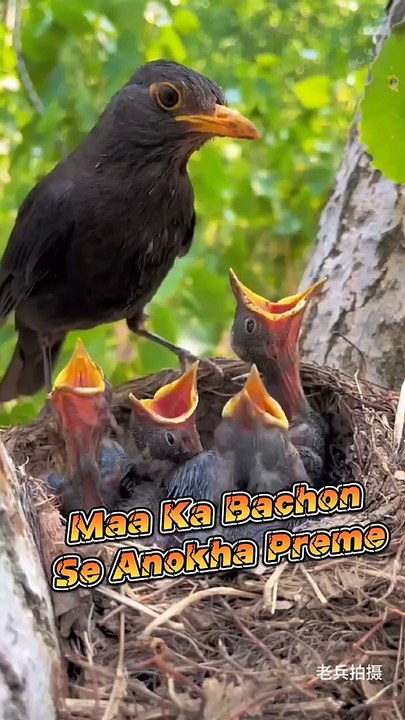 चिड़िया की मस्त कहानी EP.01 Chidiya Ki Mast Story #viral #birds #shorts