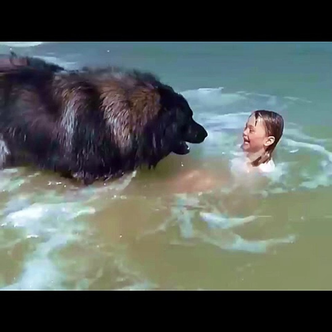 Entertainment / Funny Videos