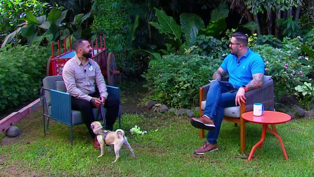 bd-como-corregir-comportamientos-no-deseados-en-los-perros-130624