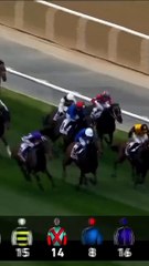 beautiful horses racing