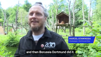 Behind the scenes - Oracle Orangutan predicts winner of Germany v Scotland