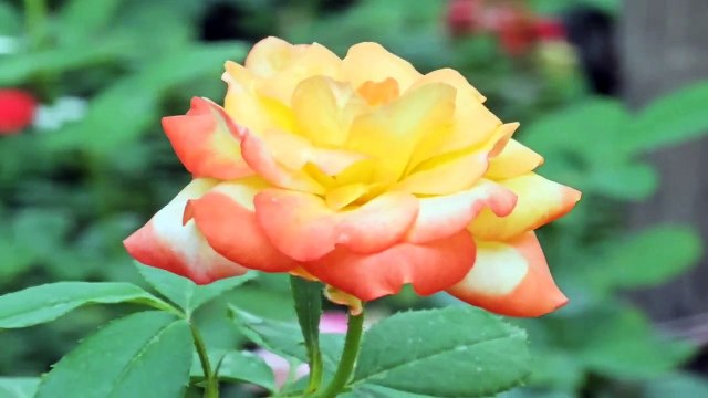 Surah Yasin quran tilawat Episode 724 Daily Quran Tilawat Surah Yaseen Surah Rahman Surah Waqiah