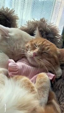 Cat Signals #cat #cats #catshorts #catvideos #catlovers #catlover #catsofinstagram #usacat #usa