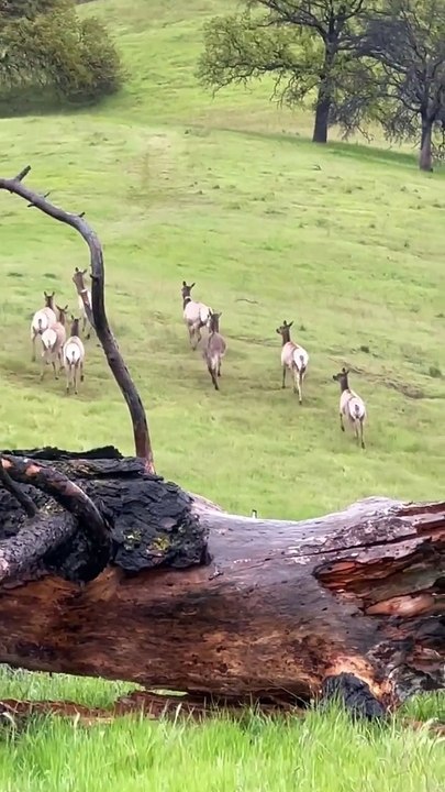 Un âne adopté par un troupeau de wapitis