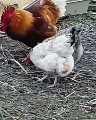 Funny videos #funny #memes#viral #trending