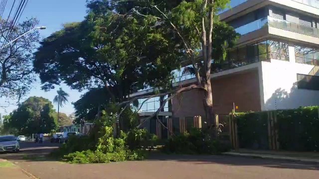 Galho de árvore cai e interdita trecho da rua Presidente Bernardes