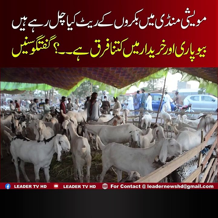 Mweshi Mandi May"  Markhor " Ka Shor ! Pakistan Ka Komi Janwar B  Qurbani ,,?
