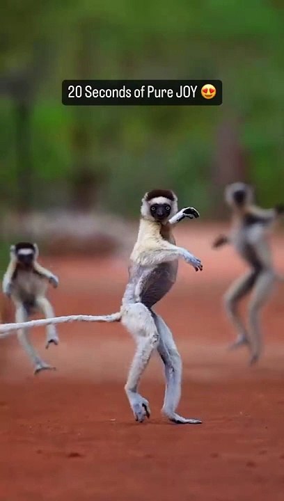 funny #yt #youtubeshort #trending #turkey #us #canada #saudia #iran #pk #natural #bohpal #dailymotion #trending #turkey #us #canada #saudia #iran #pk #natural #bohpal #birds #matting process #birds love you #short #funny #yt #youtubeshort #trending