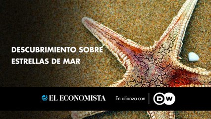 Sorprendente descubrimiento sobre estrellas de mar