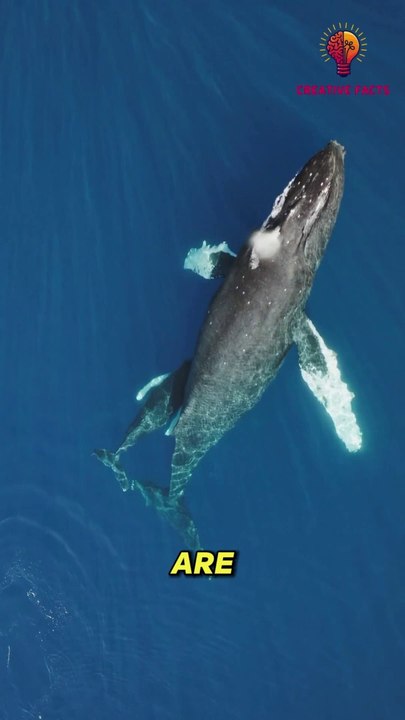 Rare fact of blue whale | blue whale tongue