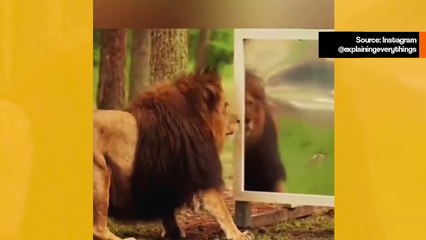 Hulvaton video näyttää eläimet ensimmäistä kertaa peilin edessä