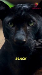 5 Interesting Facts about Black Panthers  Facts about Animals #animalfacts #animals #facts