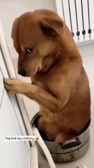 dog funny reels video Tamil funny video status  trending reel video  comedy status