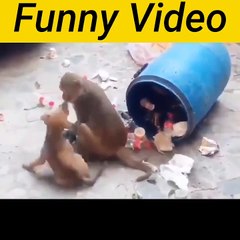 Amezing Funny Video Dog  with Monkey